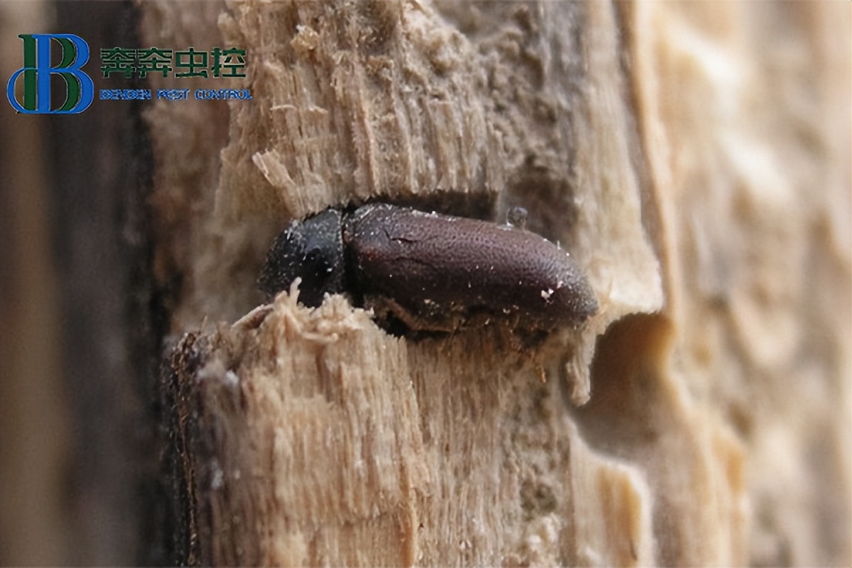 木质家具白色密密麻麻的小虫子,木质家具上的特别小虫怎么去除