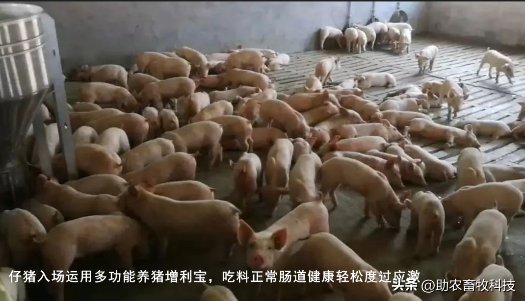 如何提高育肥羊经济效益,育肥猪养殖项目目的是什么