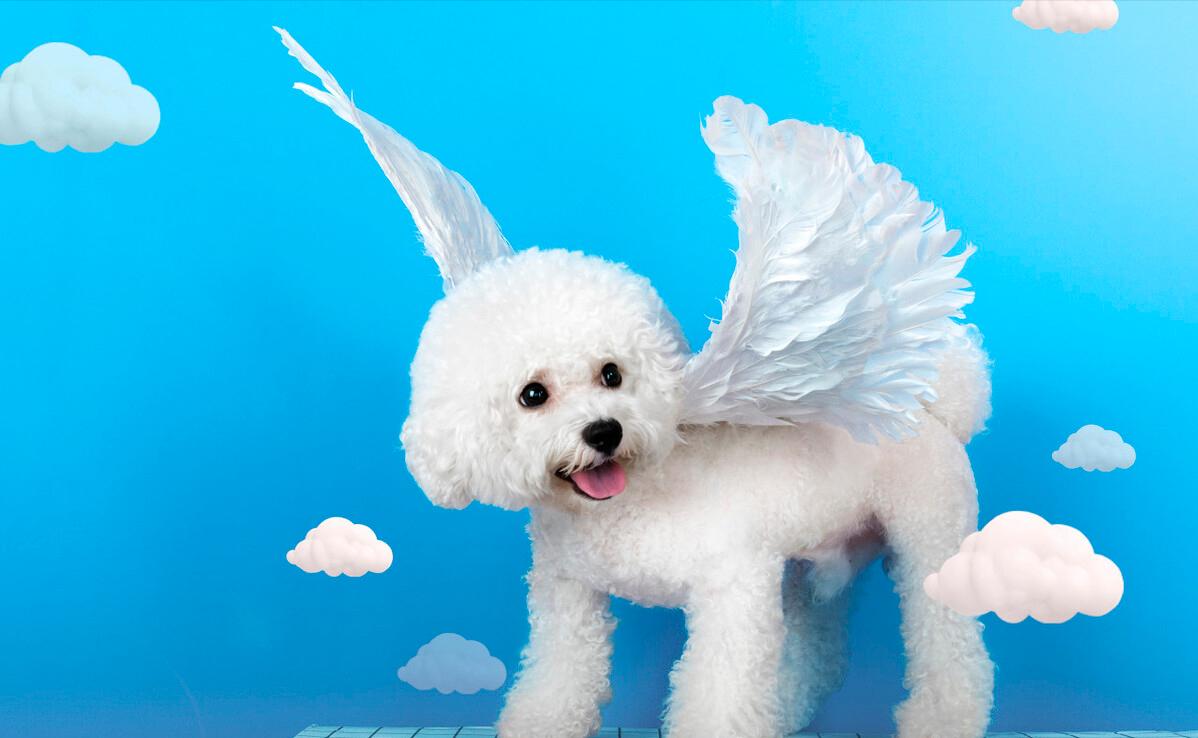 养狗首选的3种狗既便宜又好养,新手养狗什么狗比较便宜好养