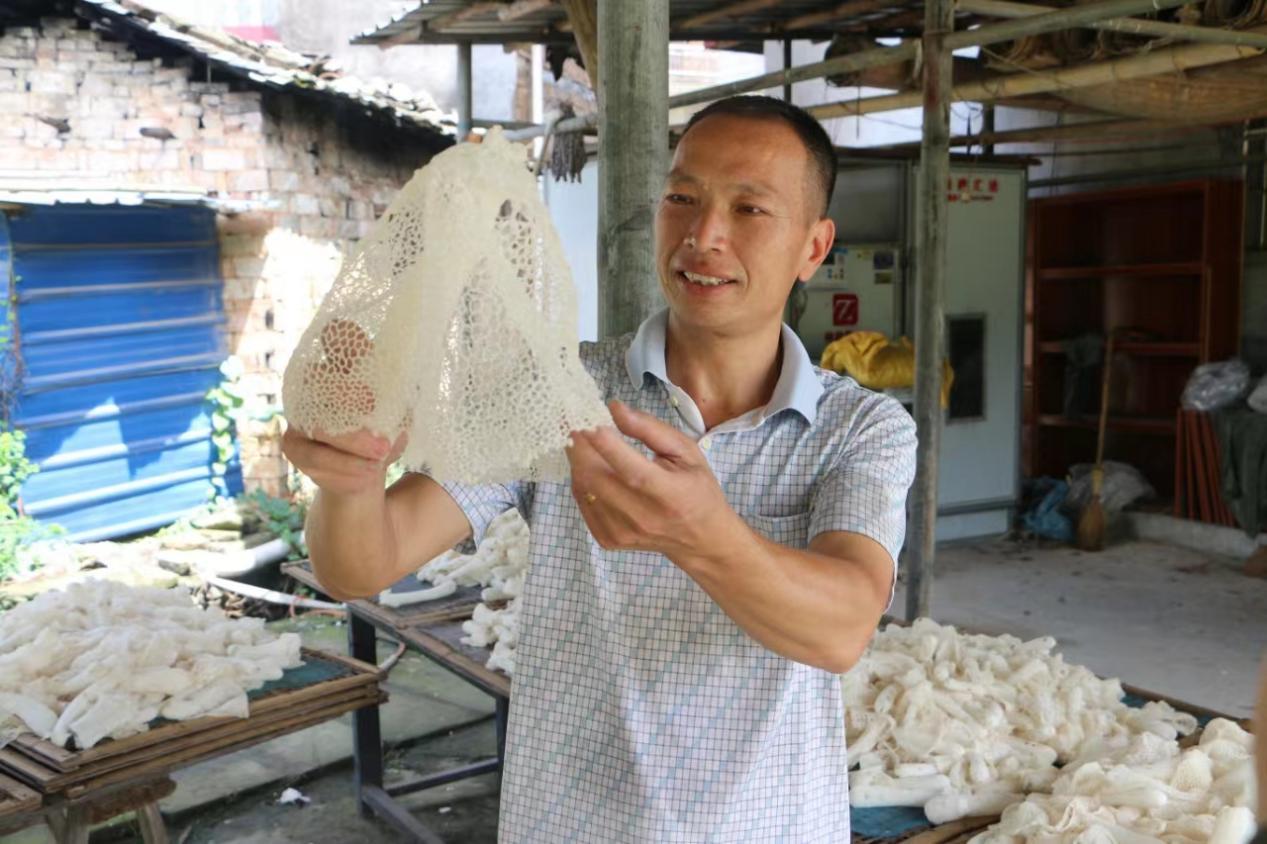 江西袁州:小小富硒竹荪撑起乡村振兴“富民伞”