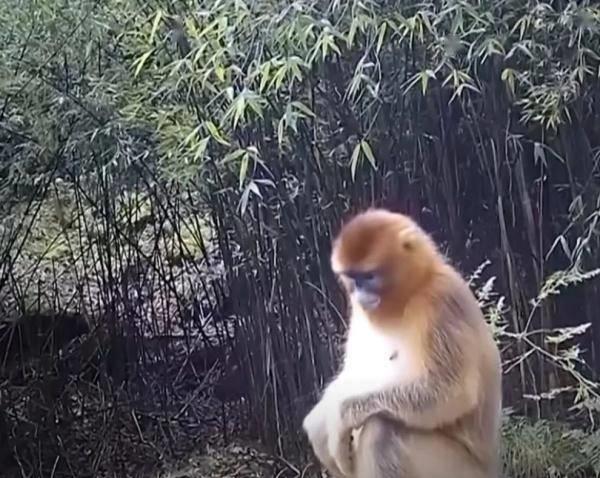 看！这是我们的终南山