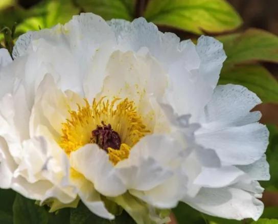 谷雨时间赏牡丹,谷雨节气一起赏牡丹