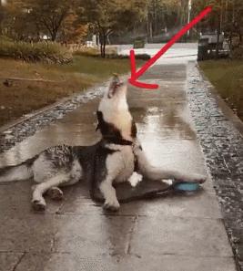 土狗和哈士奇哪个聪明,哈士奇泥石流里打滚