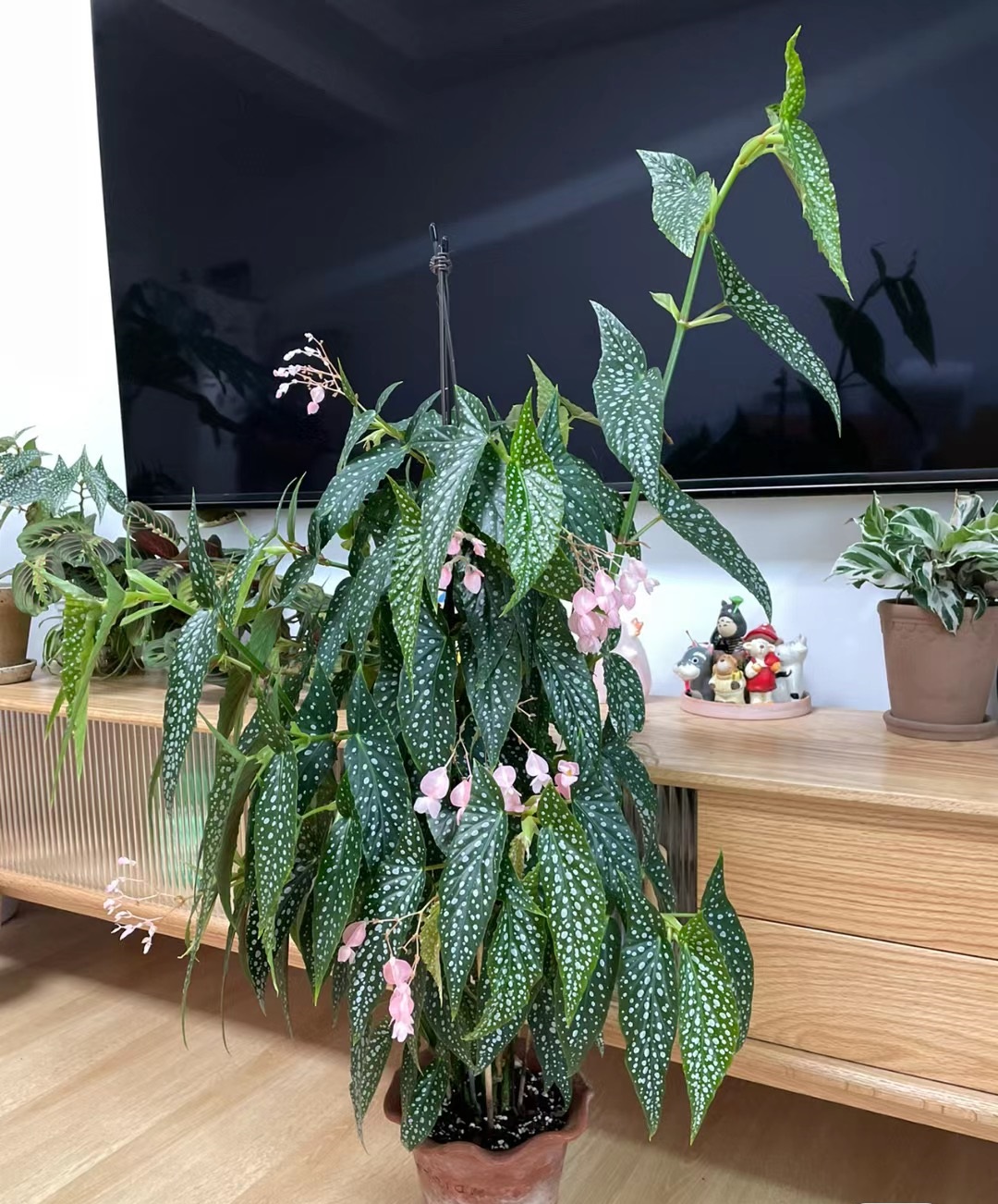 养不死的室内绿植四季开花带花苞,盆栽四季开花好养的植物直播