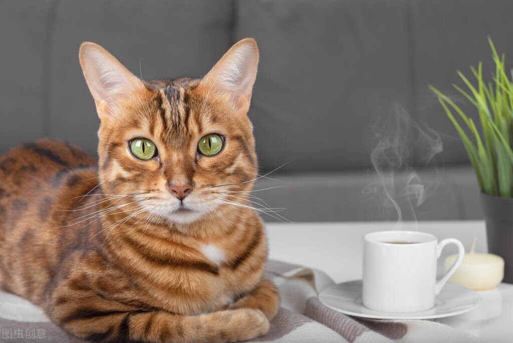 猫咪不进食呕吐白色泡沫怎么回事,猫咪吐白色粘液和泡沫精神萎靡