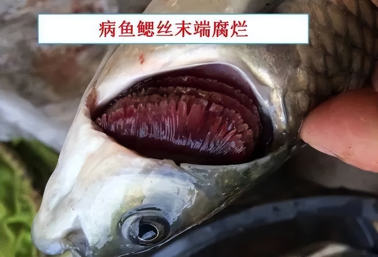 细菌性败血症鱼怎么治,淡水鱼败血症治疗