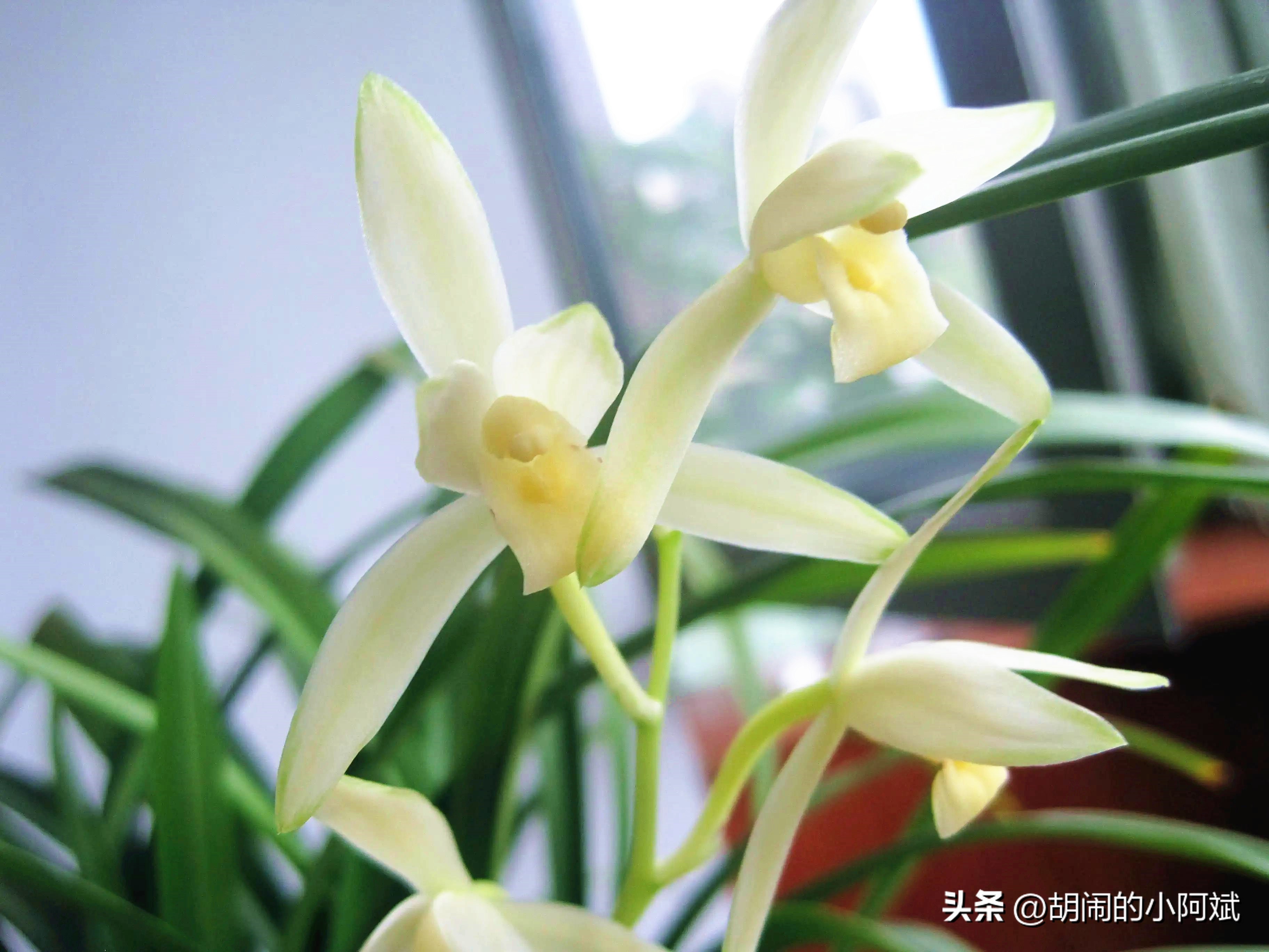 兰花哪个比较香好养又好看,兰花怎么养有香味好闻点