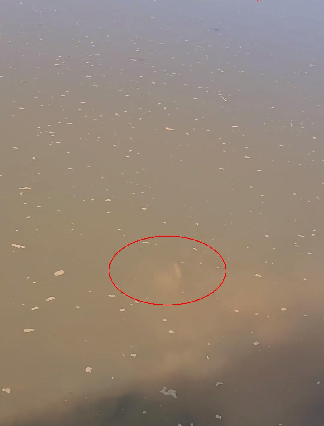 河边发现老鳖晒太阳,老鳖趴在河边