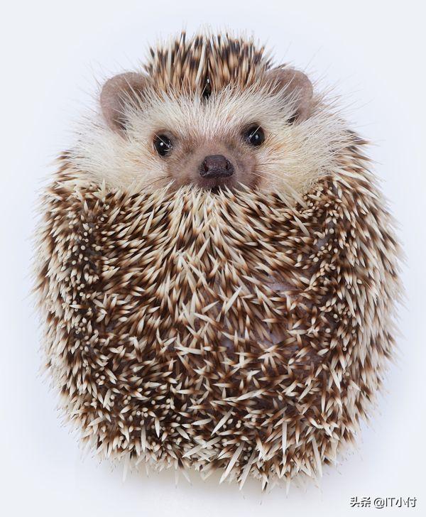 最常作为宠物饲养的微型刺猬——非洲侏儒刺猬冷知识
