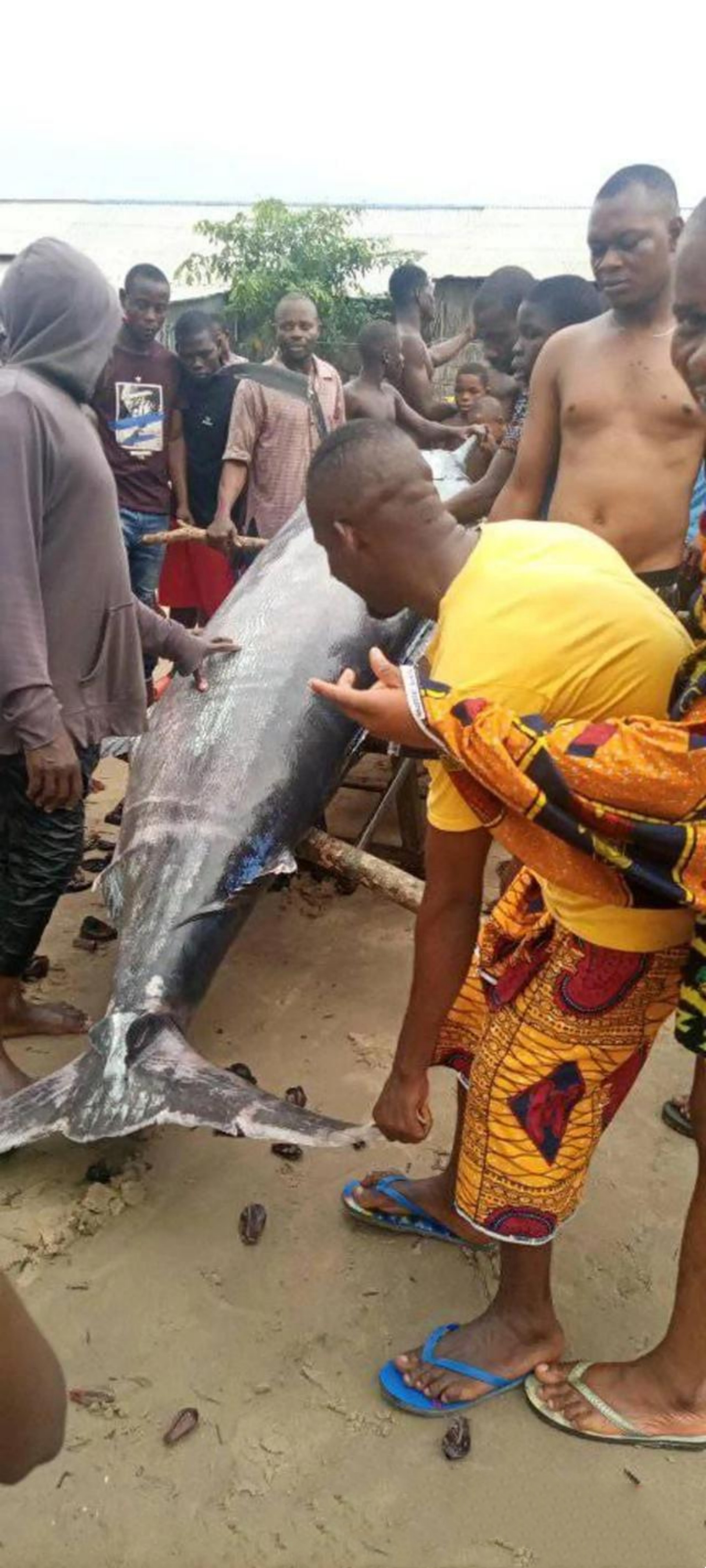 2021年非洲渔民捕到一条3.5米长巨鱼，卖出1910万，真是一本万利