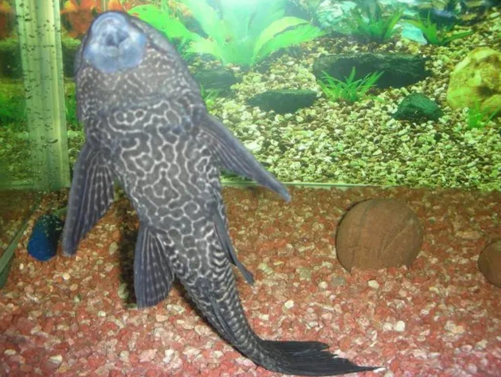 鱼缸在太阳下晒几天会爆藻,鱼缸爆绿藻去哪里买藻种