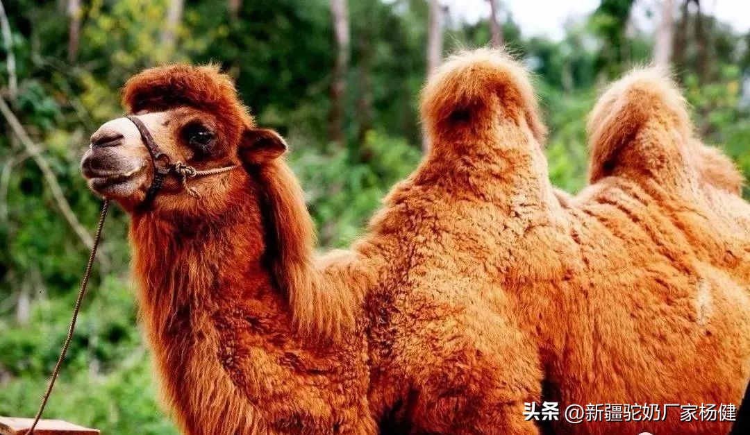 骆驼身上有什么品质,骆驼身上的三宝是什么