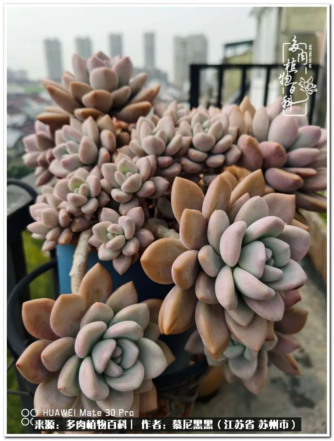 生活需要三分甜,生活需要一半禅意一半烟火