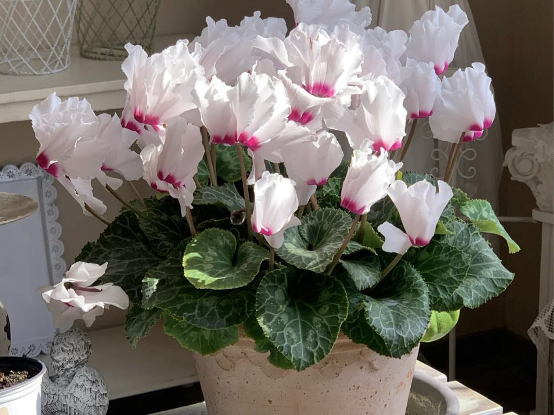 除甲醛最好植物盆景,除甲醛的植物有哪些啊