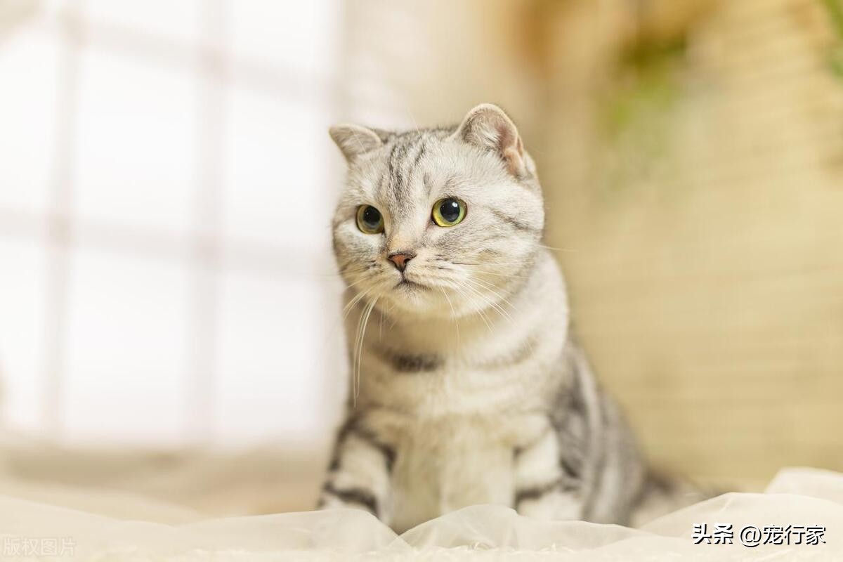 猫咪屁股痒痒,猫咪屁股特别湿是怎么回事