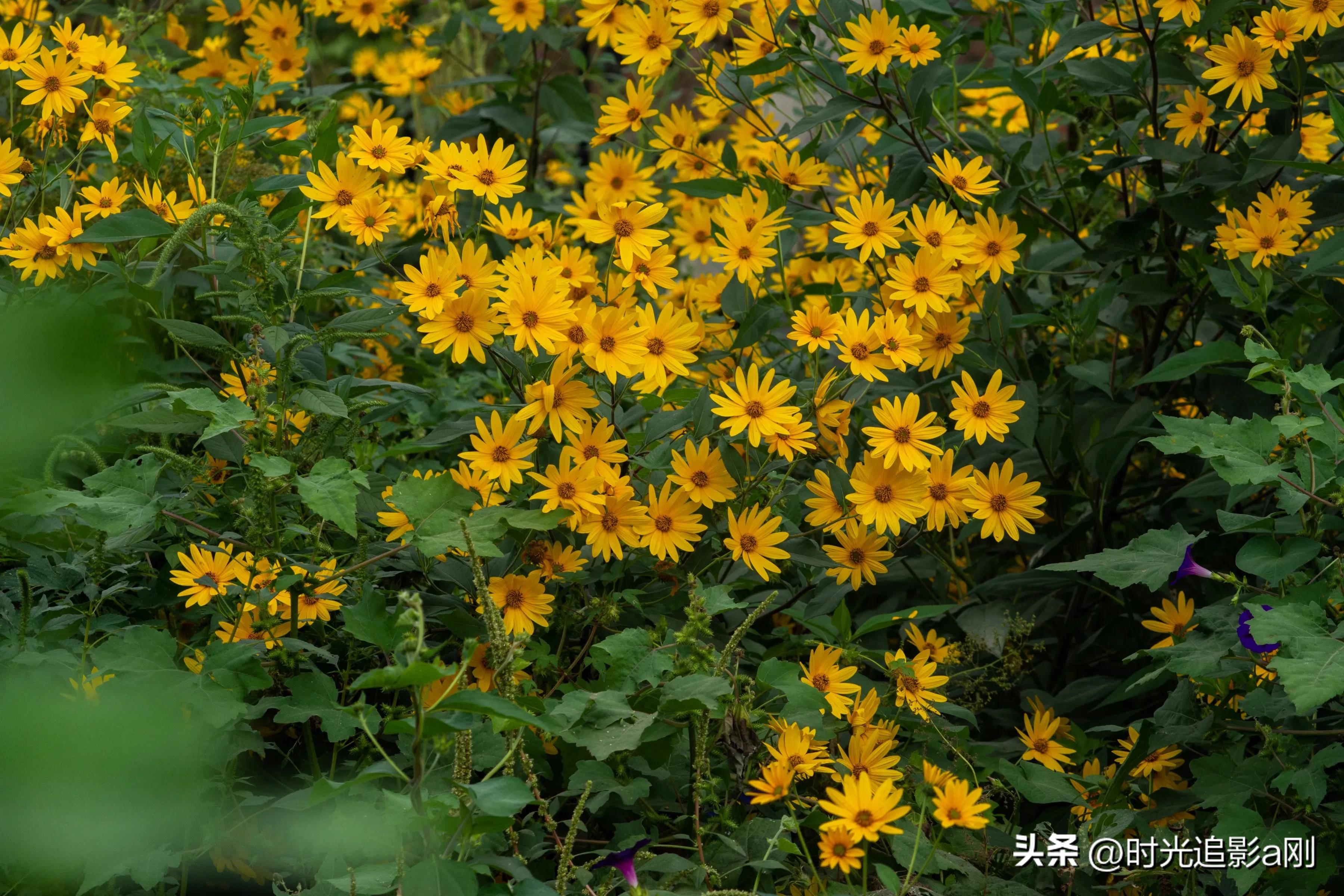 蓝眼菊的花语,七彩菊花语和寓意