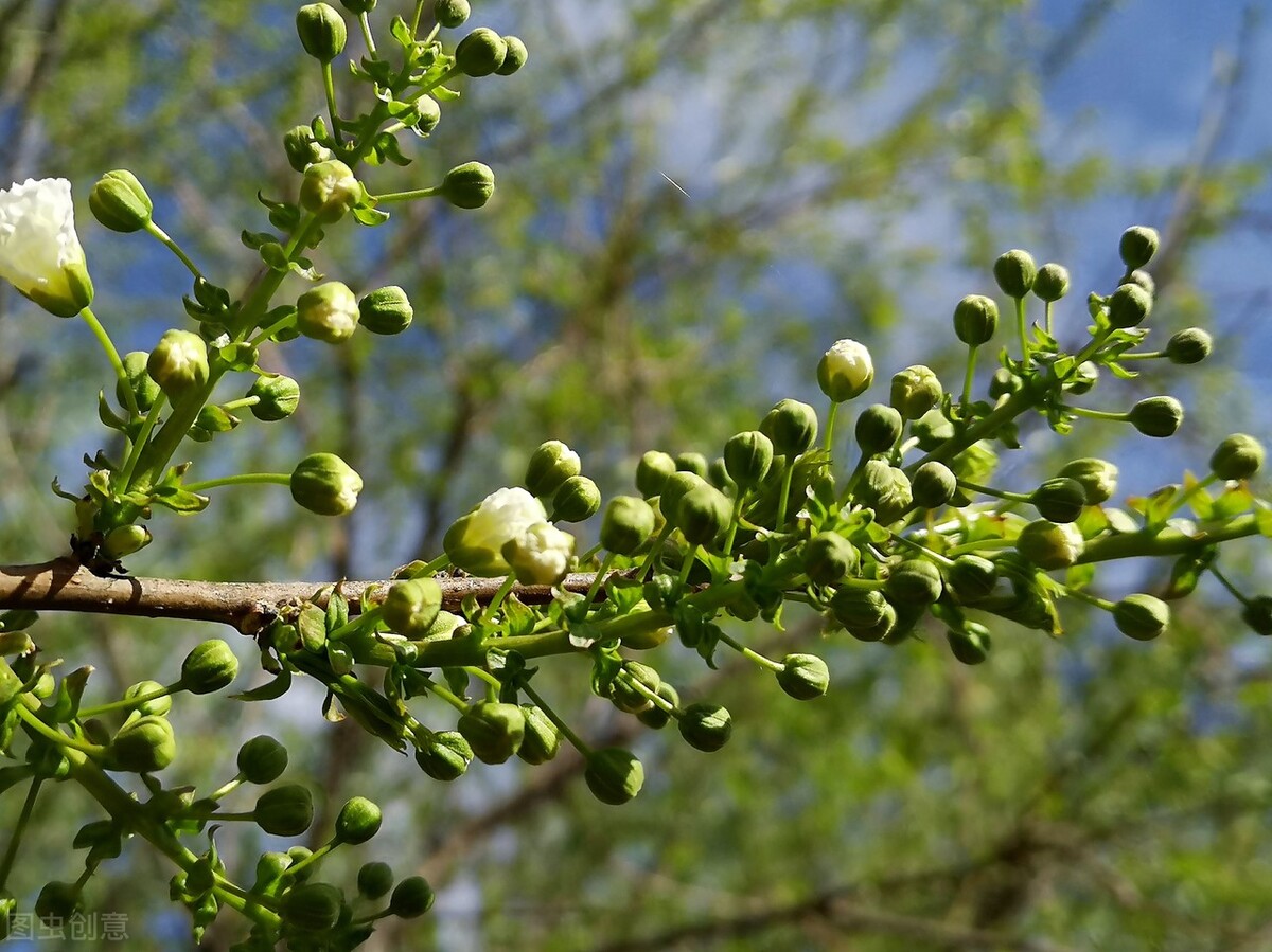 江西文冠果,文冠果是野生的吗