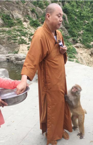 延参法师被猴耍的搞笑视频,延参法师淡定斗猴系列视频