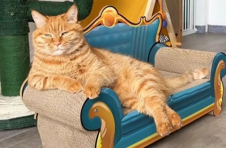 中信国安st原因,st国安深度解析