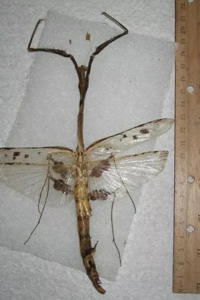 螳螂吃掉自己丈夫的头,螳螂为什么吃掉配偶螳螂吃蛇