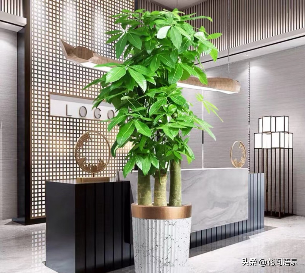 家里放一棵发财树运气真的好了吗,发财树摆在什么位置最旺财