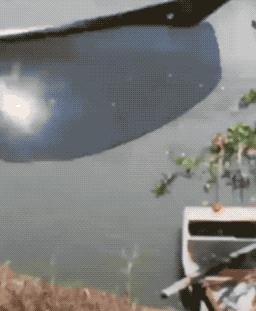 31张活久见的有趣图片,鳄鱼电鳗同归于尽渔翁得利