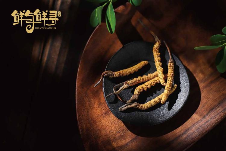 新鲜虫草一般多少钱一根,鲜冬虫夏草多少钱一根