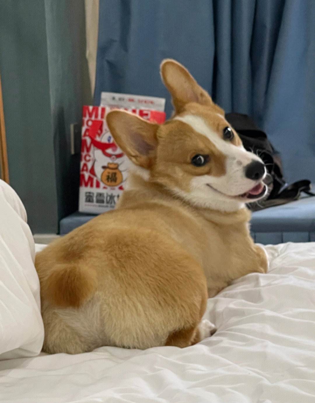 新手适合养什么狗可保护主人,新手养什么狗好养又不伤小狗