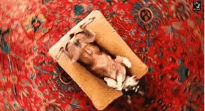 郭碧婷长得像向太,郭碧婷被贾静雯撞脸