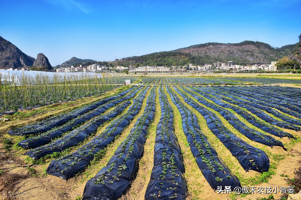 土豆种芽发紫什么原因,怎样防止土豆生芽变绿