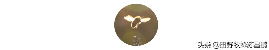 勤劳的小蜜蜂是怎么采蜜的,你见过蜜蜂采蜜的样子吗