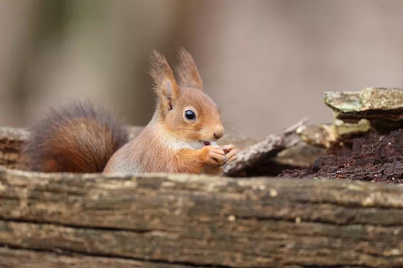 素食宠物食品,素食宠物零食有哪些品种