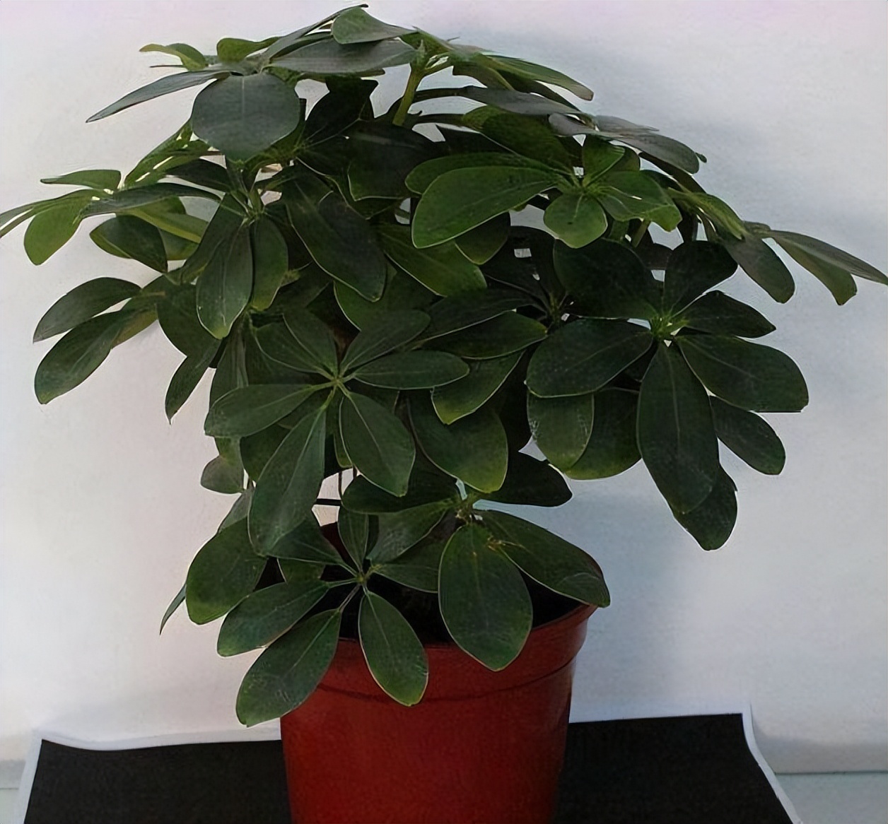 家里卧室养什么绿植最好养又招财,家中养这3种花最招财镇宅