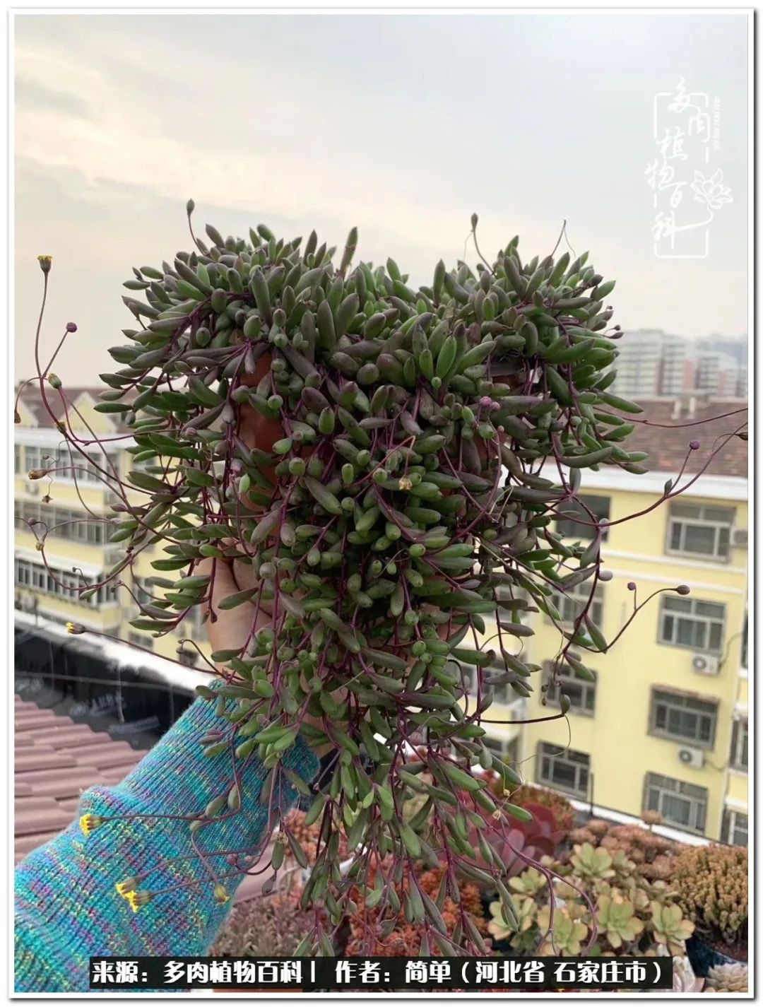 自从养了多肉以后视频,养多肉治愈生活中的疲惫和琐碎