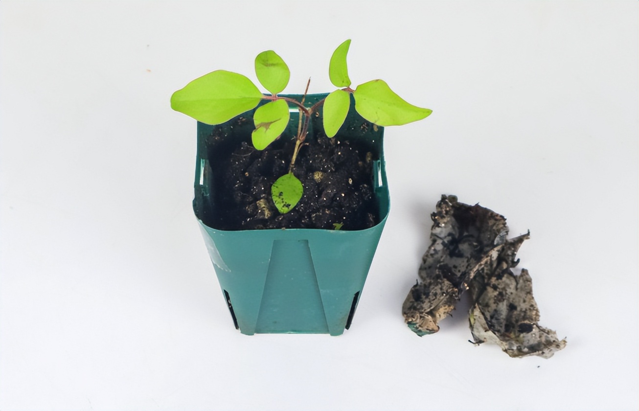 上水石可以种植什么,上水石吸水效果