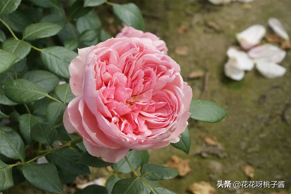 花期特别短暂开放好看的粉色月季,粉色可爱融化你的少女心月季