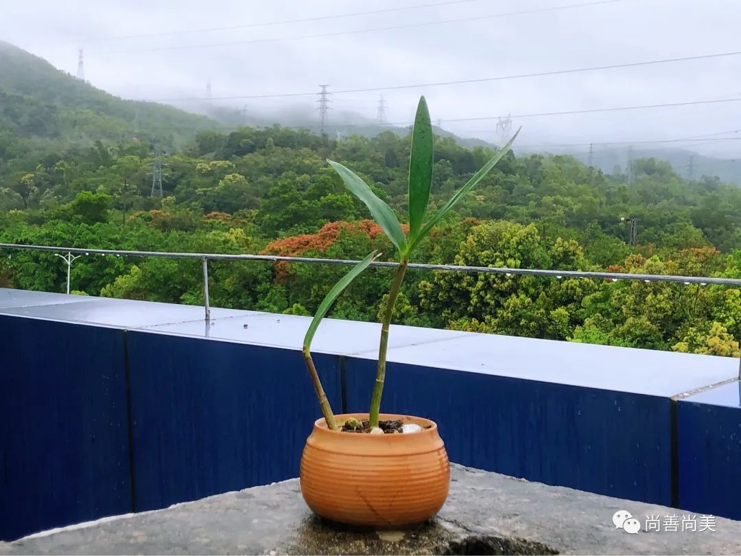 香水石斛兰花怎么养,家养香水石斛为什么不开花