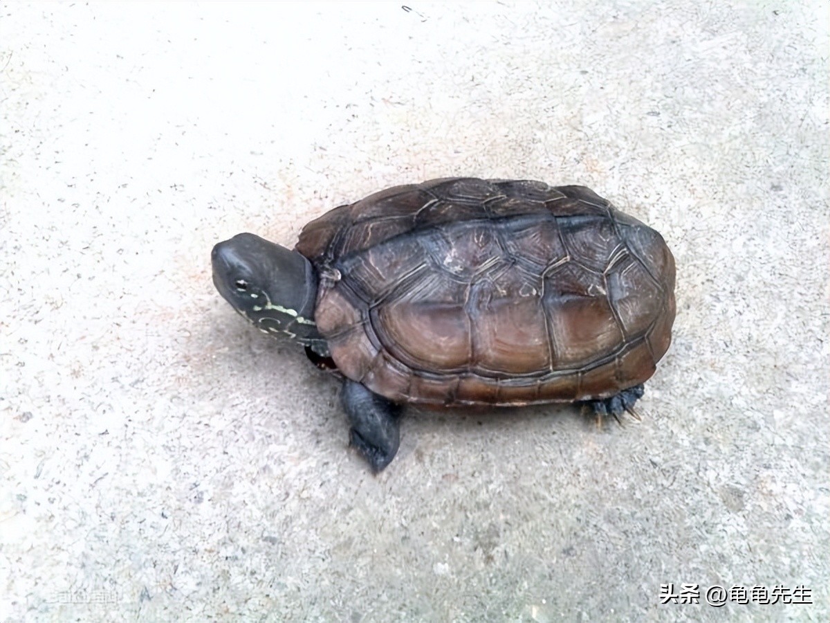 养乌龟又有哪些常识和技巧,新手养乌龟的十条建议