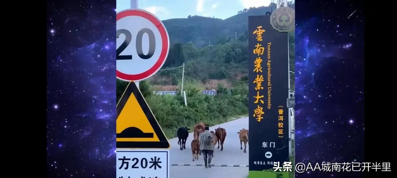 云南农大招生简章火了,云南农大招生简章是什么梗