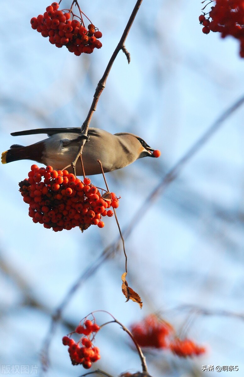 太平鸟真的好吗,太平鸟好看的新款