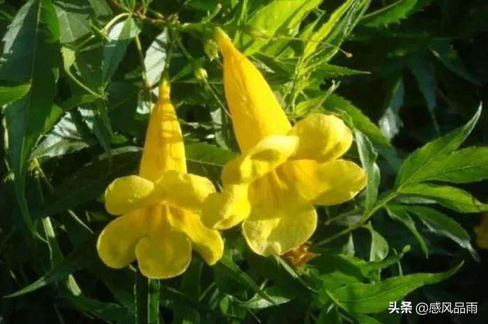 九十九朵美丽的国花送给你