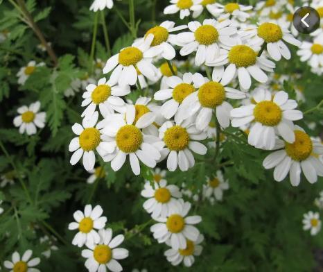 代表着和平的植物为什么是橄榄枝,橄榄枝是什么植物