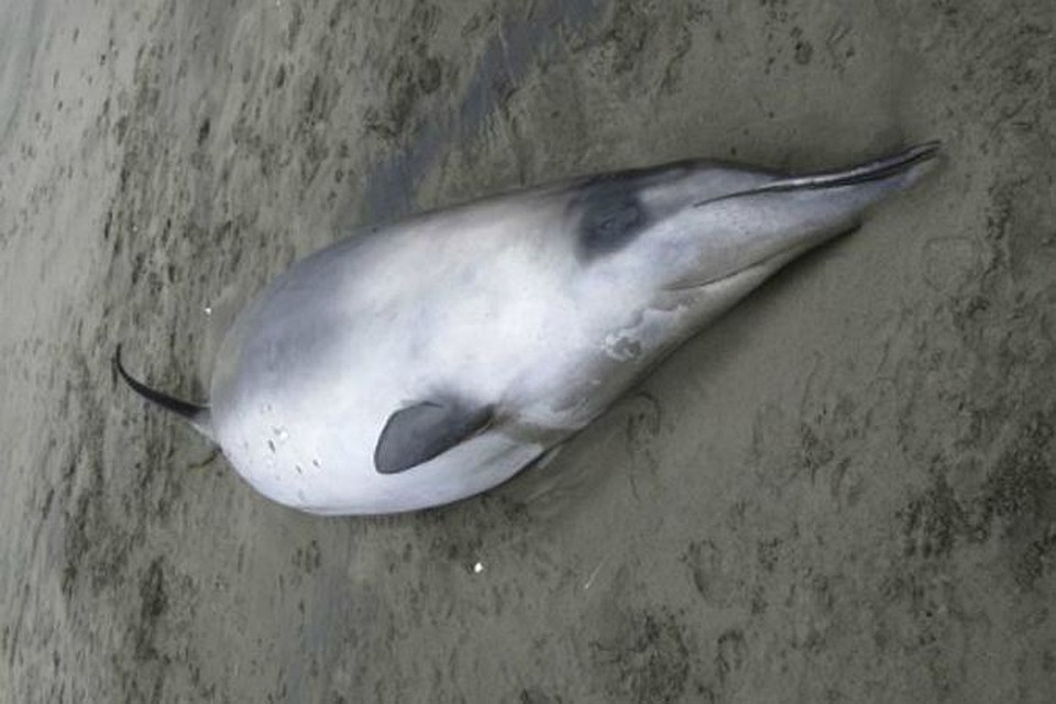 稀有灭绝的动物,世界上最稀有的动物是怎么灭绝的