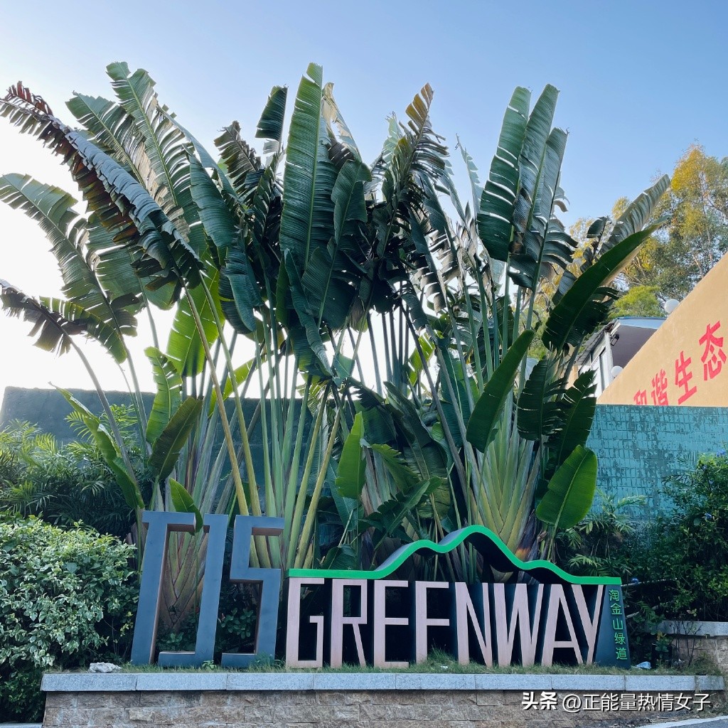 深圳市罗湖淘金山绿道登山口,深圳淘金山绿道海拔高