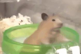 一天96瓶啤酒，再能喝的人也拼不过小仓鼠