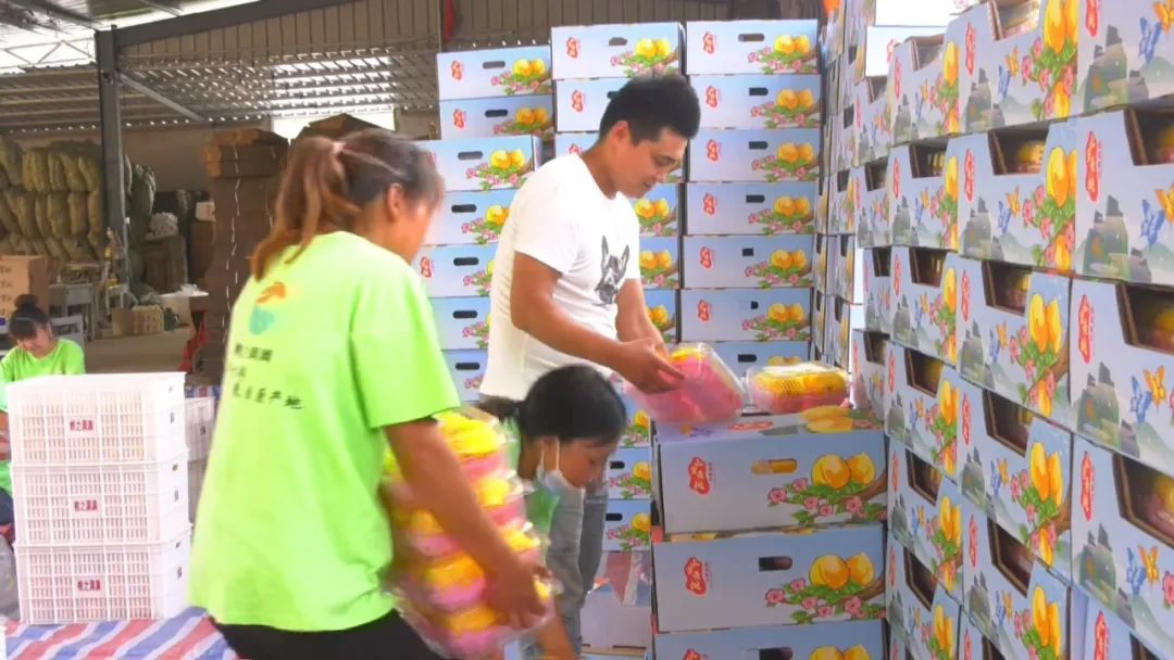 小蜜桃成就大产业系列报道之三：多元畅通的蜜桃营销