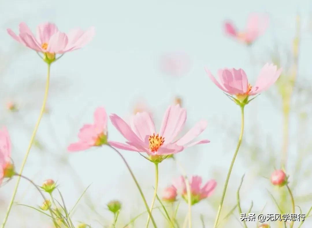 大学之道,大学之道全文朗诵