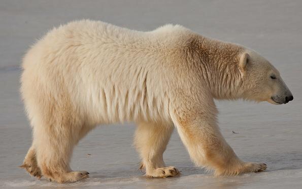世界上没有天敌的十大动物,十大没有天敌的动物排行榜