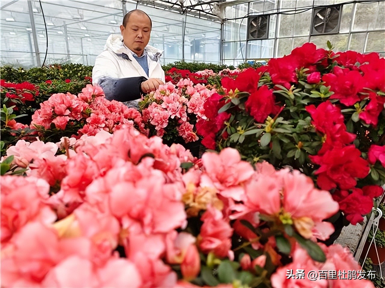 百里杜鹃哪里的花最好,百里杜鹃最近花开情况