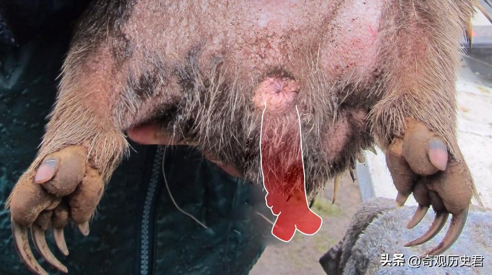 雄性动物进化器官,雄性生物生殖进化